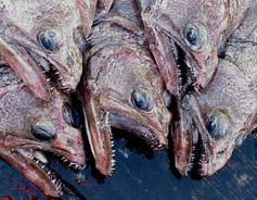 Arrowtooth flounder